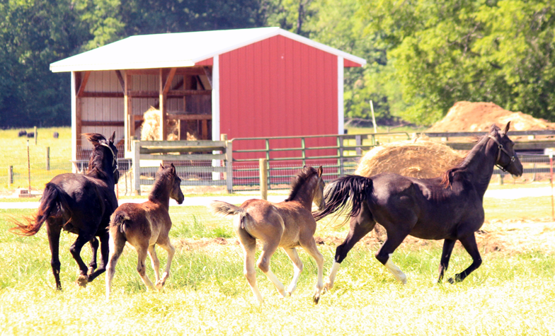 D & S Farms Tennessee Walking Horses