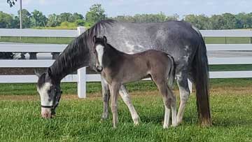 D & S Farms Tennessee Walking Horses