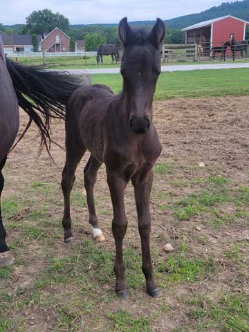 D & S Farms Tennessee Walking Horses
