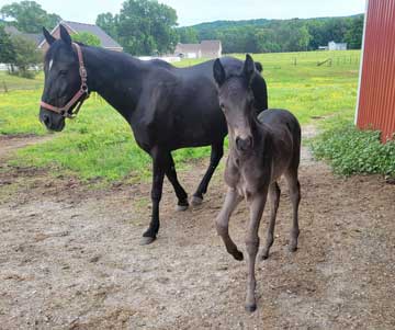 D & S Farms Tennessee Walking Horses
