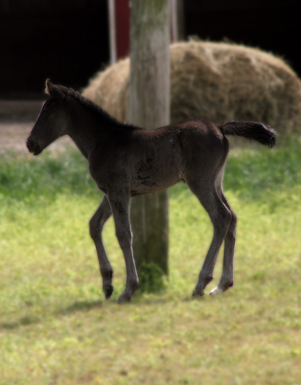 D & S Farms Tennessee Walking Horses