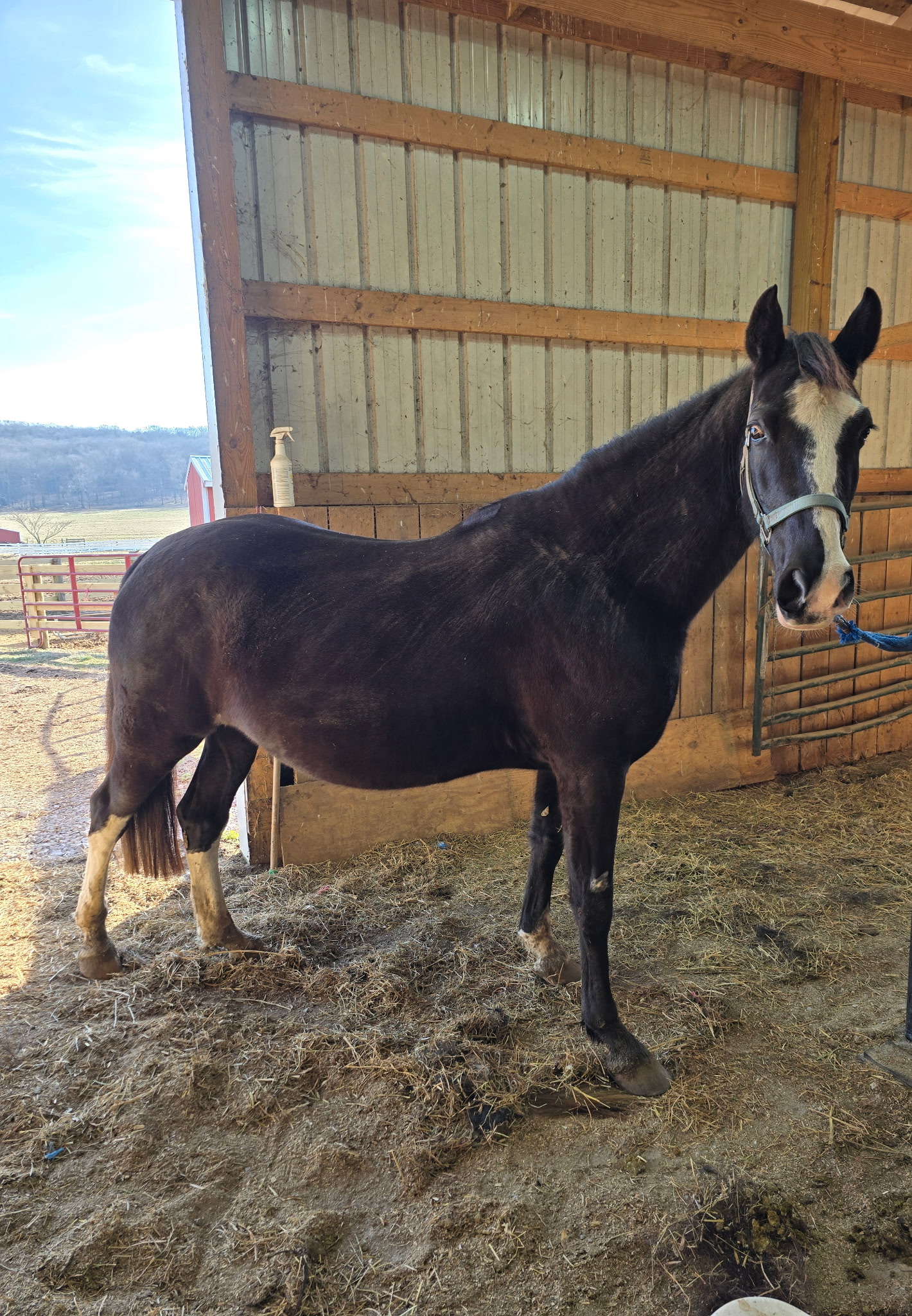 D & S Farms Tennessee Walking Horses