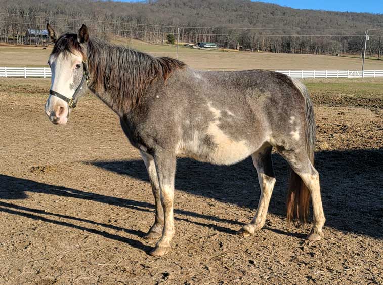 D & S Farms Tennessee Walking Horses
