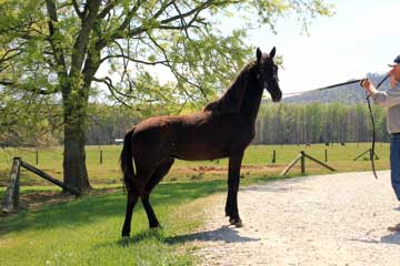 D & S Farms Tennessee Walking Horses