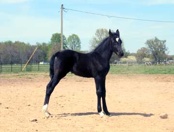 D & S Farms Tennessee Walking Horses