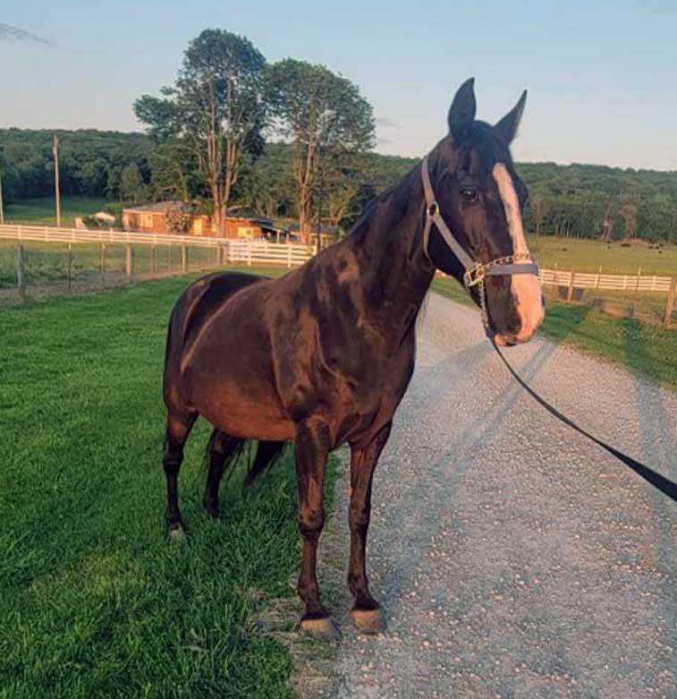D & S Farms Tennessee Walking Horses