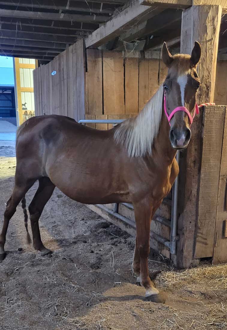 D & S Farms Tennessee Walking Horses