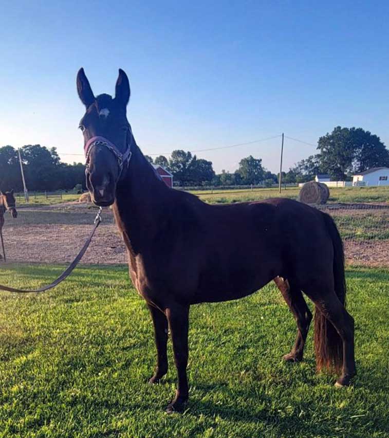 D & S Farms Tennessee Walking Horses