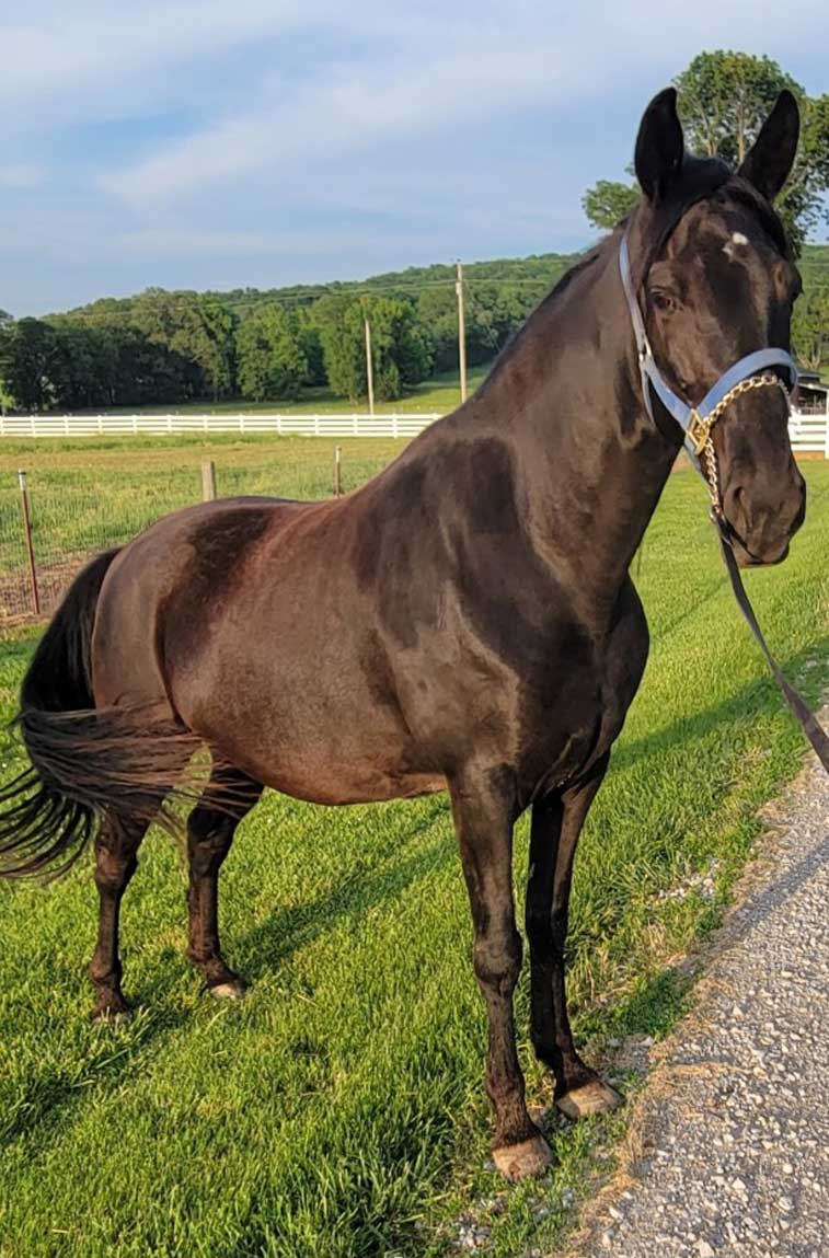 D & S Farms Tennessee Walking Horses