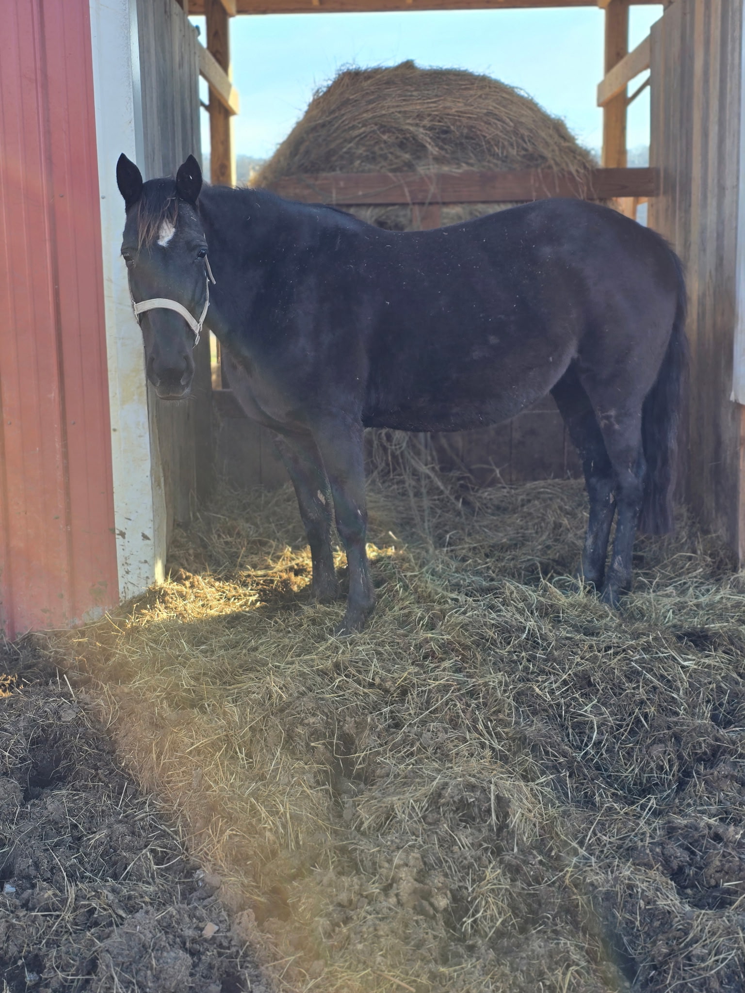 D & S Farms Tennessee Walking Horses
